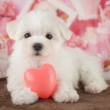 マルチーズ【千葉県・女の子・2025年7月9日・ホワイト】の写真「ブリーダーアワード全国1位受賞👑🐶」