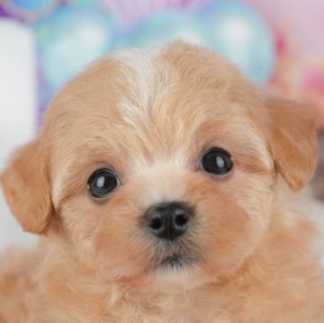 マルプー(マルチーズ×トイプードル)【千葉県・女の子・2025年10月24日・アプリコット】の写真「ブリーダーアワード👑全国1位受賞👑🐶」