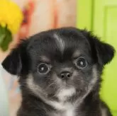 チワワ(ロング)