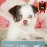 チワワ(ロング)