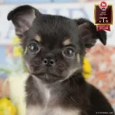 チワワ(ロング)