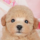 ビションプー(ビションフリーゼ×トイプードル)