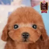 トイプードル(トイ)