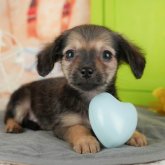 チワックス(チワワ×ダックスフンド)