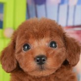 トイプードル(トイ)