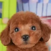 トイプードル(トイ)【千葉県・女の子・2025年9月23日・レッド】の写真1「この子が気になった方は、[[この子犬の見学希望]]ボタンからお気軽にお問い合わせ下さい😊」