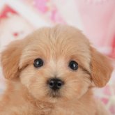 ミックス(マルチーズ×ティーカップ・プードル)