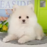 ポメラニアン