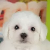 ビションフリーゼ