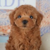 トイプードル(トイ)