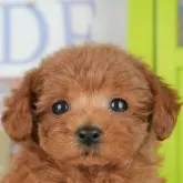 タイニープードル