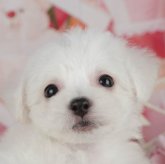 ビションフリーゼ