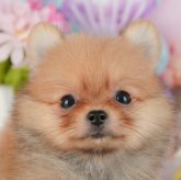 ポメチワ(ポメラニアン×チワワ)