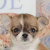 チワワ(ロング)