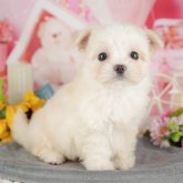 チワマル(マルチーズ×チワワ)