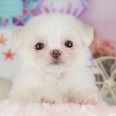 チワマル(マルチーズ×チワワ)
