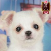 チワワ(ロング)