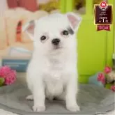 チワワ(ロング)