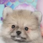 ポメラニアン【千葉県・男の子・2025年9月13日・クリーム】の写真1「この子が気になった方は、[[この子犬の見学希望]]ボタンからお気軽にお問い合わせ下さい😊」