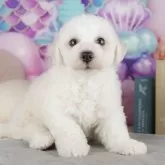 ビションフリーゼ