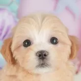 マルプー(マルチーズ×トイプードル)【千葉県・女の子・2025年9月19日・アプリコット】の写真1「この子が気になった方は、[[この子犬の見学希望]]ボタンからお気軽にお問い合わせ下さい😊」