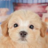 マルプー(マルチーズ×トイプードル)