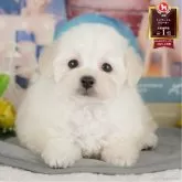 タイニープードル