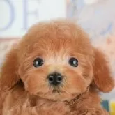 トイプードル(トイ)