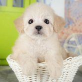 トイプードル(トイ)