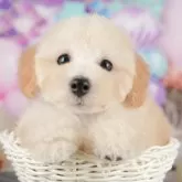 トイプードル(トイ)