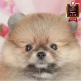 ポメラニアン