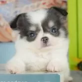 チワワ(ロング)