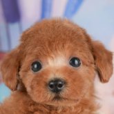 トイプードル(トイ)