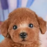 トイプードル(トイ)