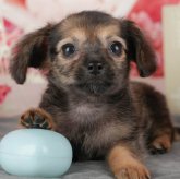 チワックス(チワワ×ダックスフンド)