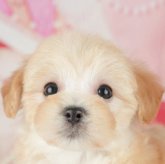 マルプー(マルチーズ×トイプードル)