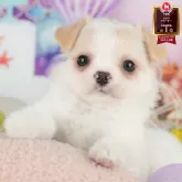 チワワ(ロング)