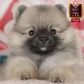 ポメラニアン