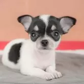 チワワ(スムース)