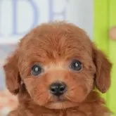 トイプードル(トイ)