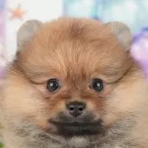 ポメラニアン