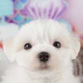 マルチーズ