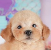 トイプードル(トイ)