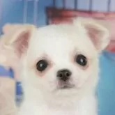 チワワ(ロング)