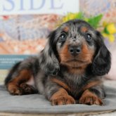 ミニチュアダックスフンド(ロング)