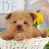 ポメプー(ポメラニアン×トイプードル)