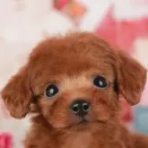 トイプードル(トイ)