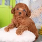 トイプードル(トイ)