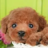 タイニープードル