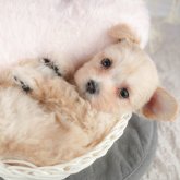 マルプー(マルチーズ×トイプードル)